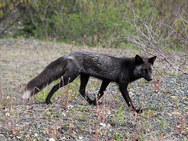 Fuchs