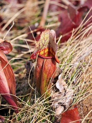 Pitcher Plant
