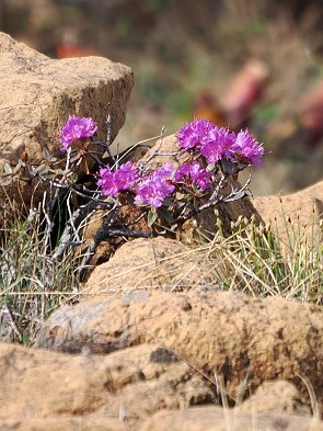 Blüten