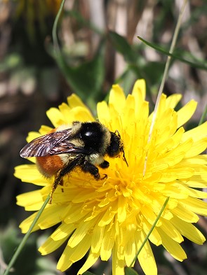 Hummel