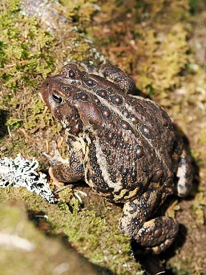 Kröte