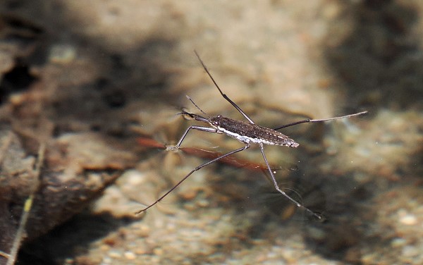 Wasserläufer