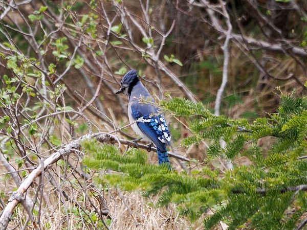 Blue Jay