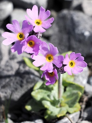 Mehlprimel (Primula farinosa)