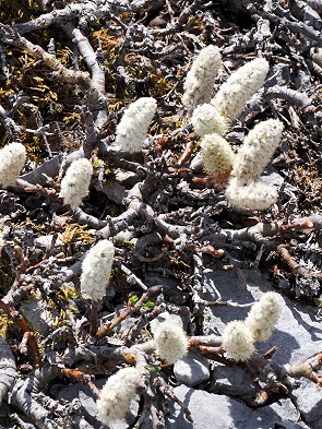Arktische Weide (Salix arctica)