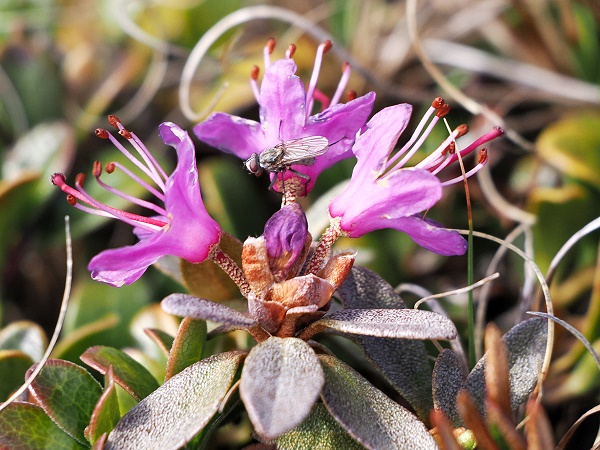 Fliege an Lappland-Alpenrose