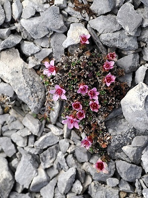 Gegenblättrige Steinbrech (Saxifraga oppositifolia)