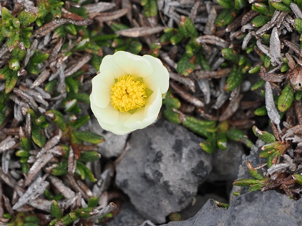 Weiße Silberwurz (Dryas octopetala)