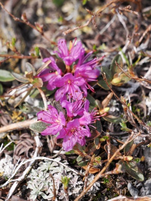 Lappland-Alpenrose (Rhododendron lapponicum)