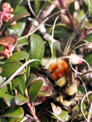 Hummel