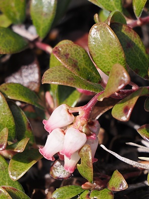 Echten Bärentraube (Arctostaphylos uva-ursi)