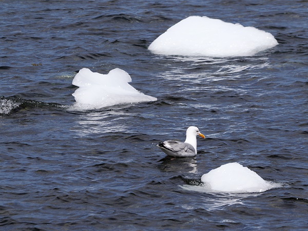 Möwe