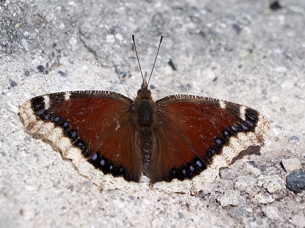 Schmetterling