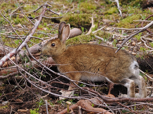 Hasi