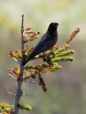 American Robin