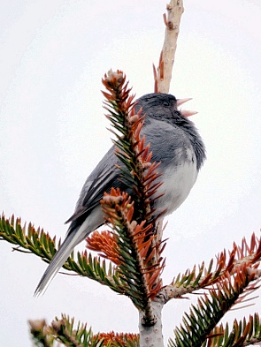 Singvogel