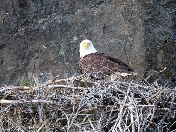 Adler
