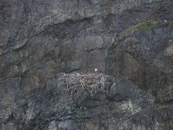 Das Nest
