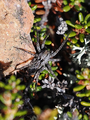 Spinne