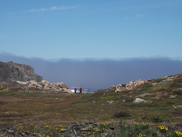 Nebel