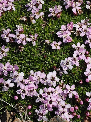 Blüten