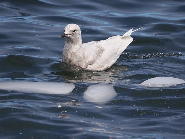 Eismöwe
