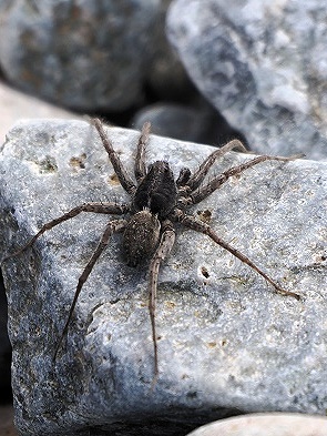 Spinne