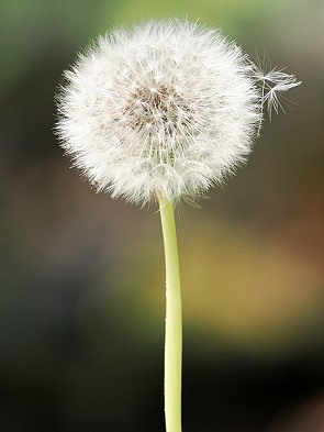 Pusteblume