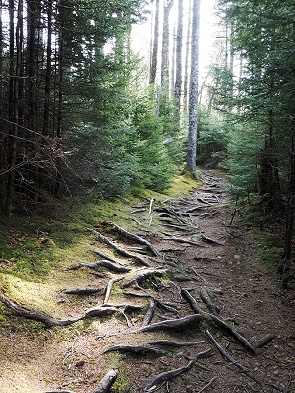 Waldweg