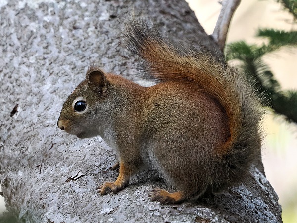 Amerikanisches Rothörnchen
