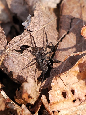Spinne