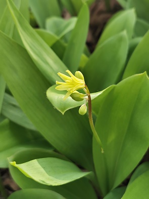 Yellow Trout Lily (Erythronium americanum)