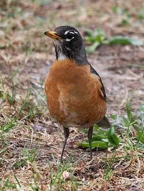 American Robin - Wanderdrossel