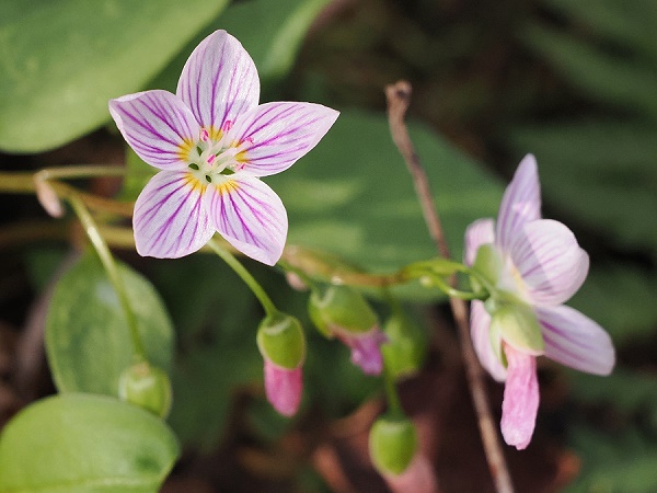 Carolina Spring Beauty