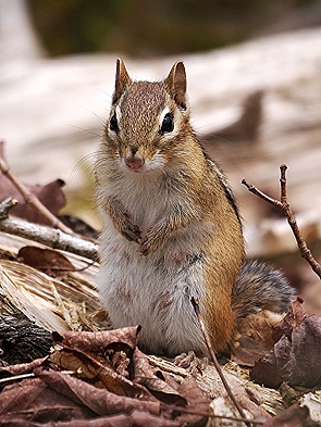 Chipmunk