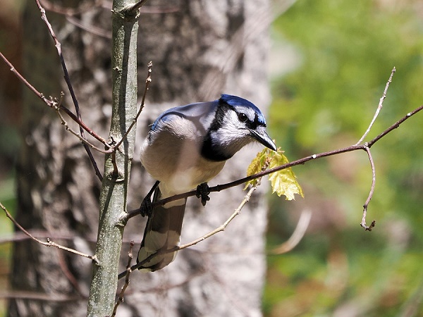 Jay