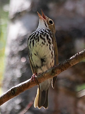Singender Ofenvogel