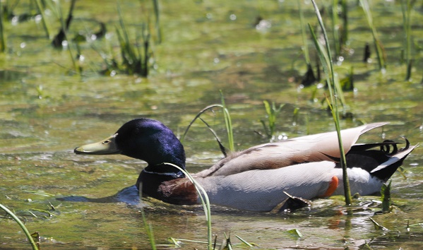 Ente