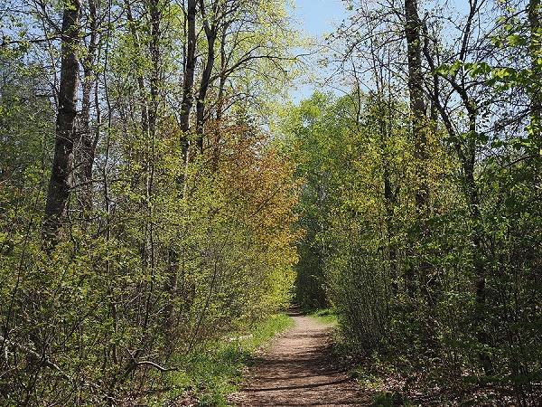 Im Wald