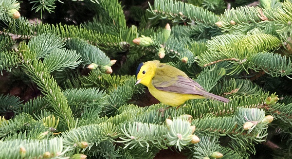 Gelber Vögel