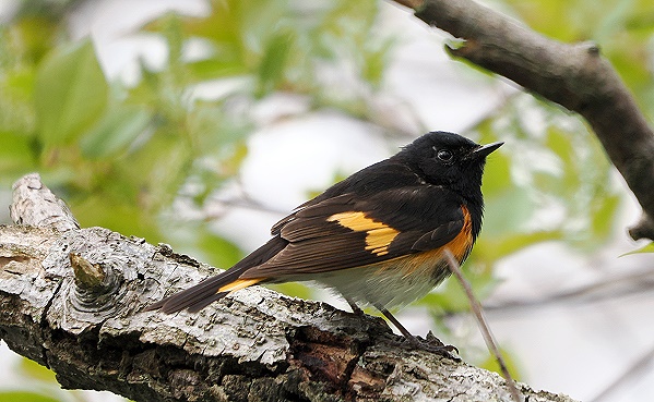 American Redstart