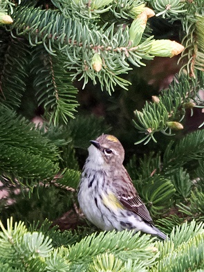 Ovenbird