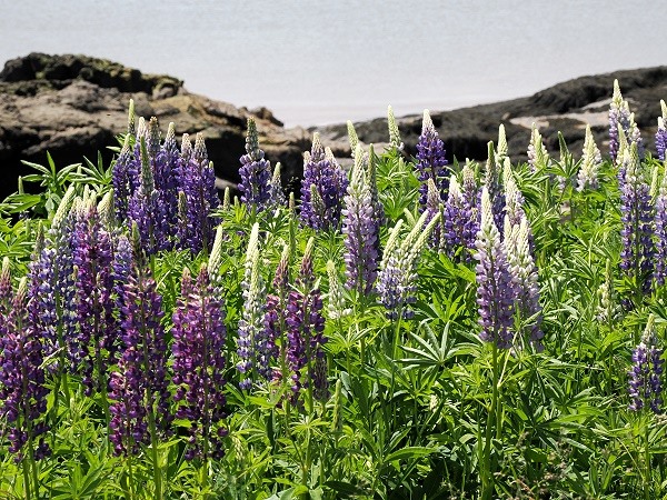 Lupinen