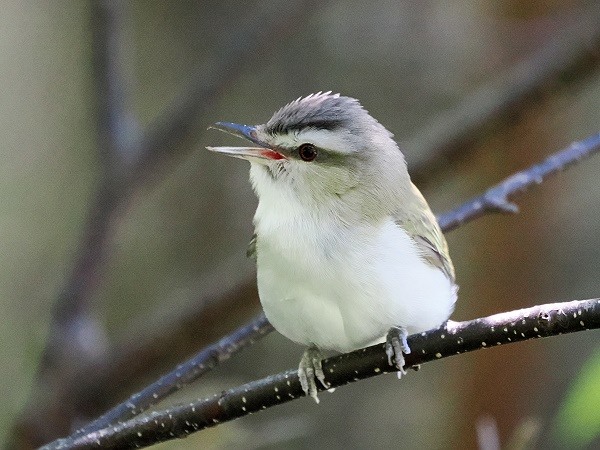 Rotaugenvireo (Red-eyed Vireo)