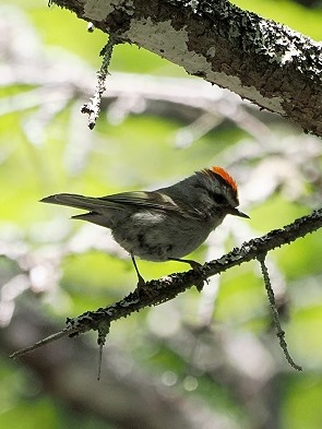 Rubingoldhähnchen - Golden-crowned Kinglet