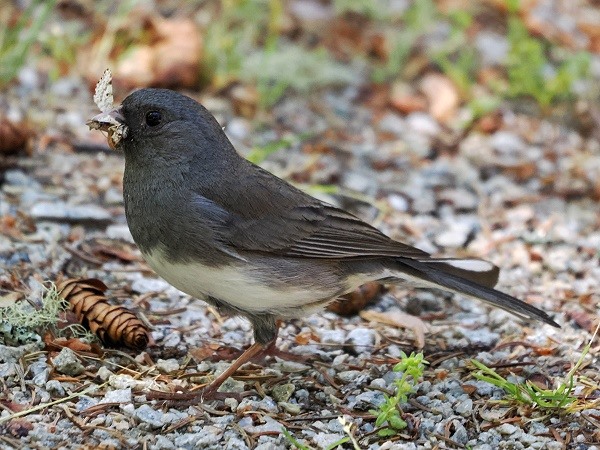 Schieferjunco (Dark-eyed Junco)