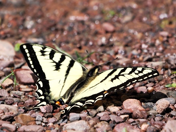 Kanadischer Tigerschwalbenschwanz (Papilio canadensis)