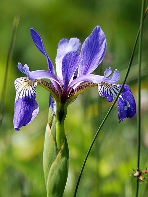 Irisblüte