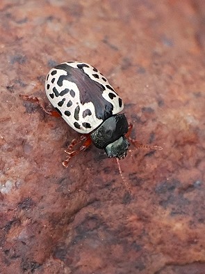Calligrapha-Blattkäfer
