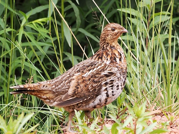 Kragenhuhn oder Ruffed Grouse